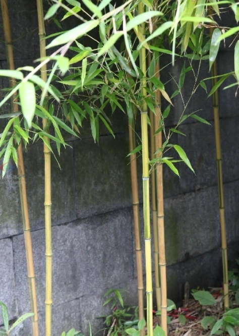 金镶玉竹